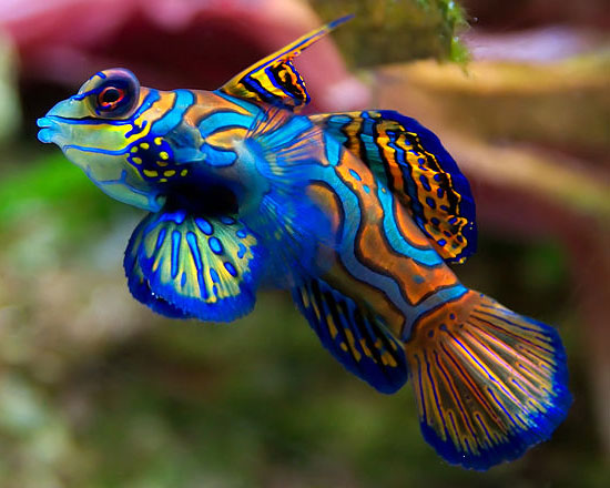 SYNCHIROPUS SPLENDIDUS
